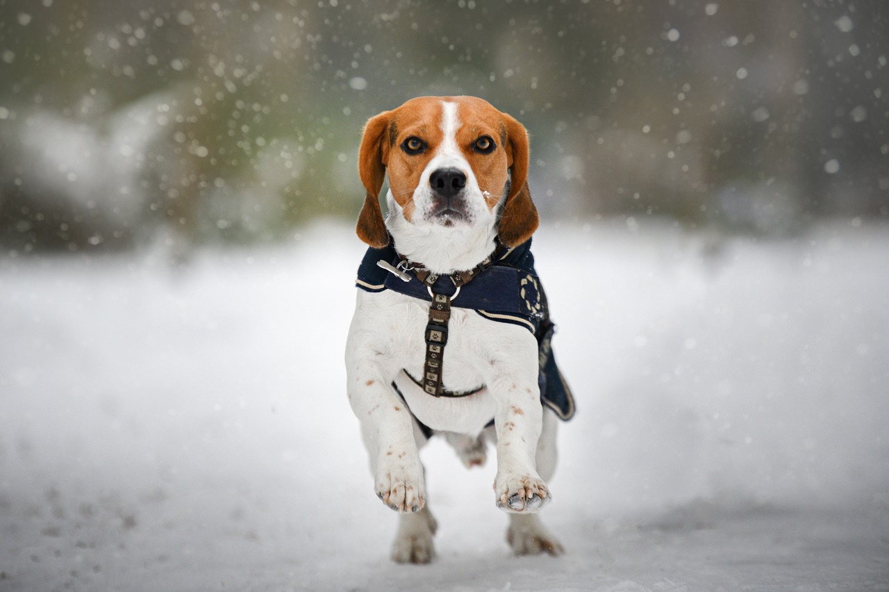 The Personality Traits of the Beagle - What to Expect